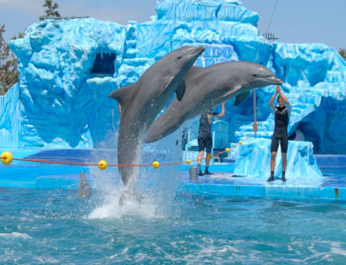 Atracciones de Mundo Marino